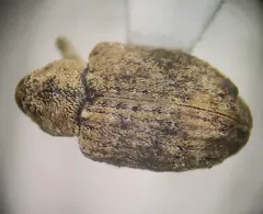 Cloudy Curculio thumbnail 3