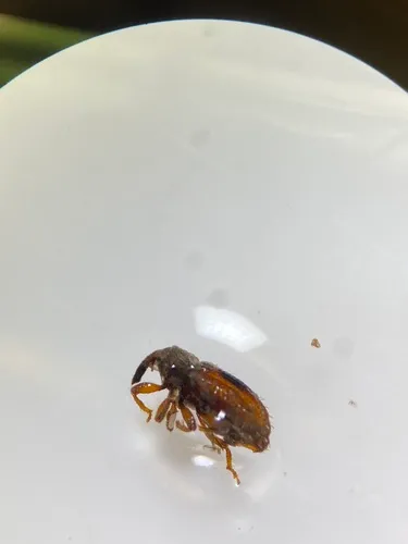 Orthochaetes setiger