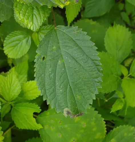 Agromyza diversa