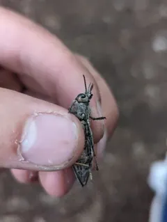 Northeastern Sculptured Pine Borer thumbnail 1