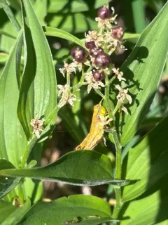 Marys Peak Wingless Grasshopper thumbnail 2