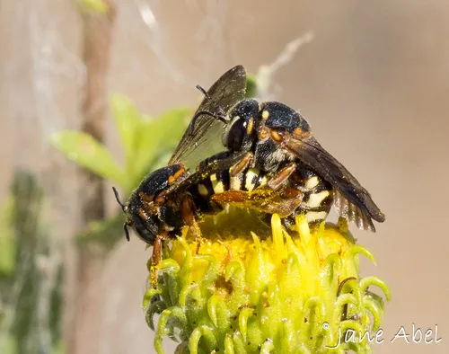 Curved Pebble Bee