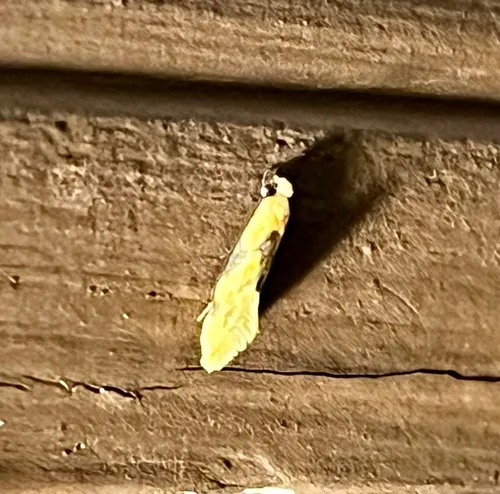Yellow Wave Moth