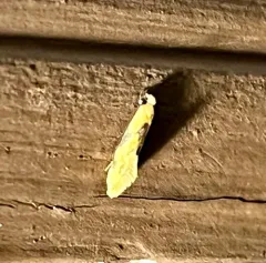 Yellow Wave Moth thumbnail 1