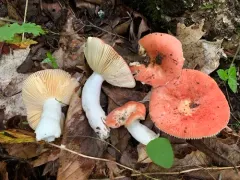 Russula rubescens thumbnail 2