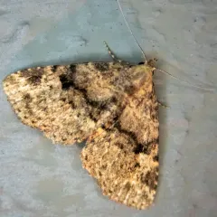 Four-spotted Fungus Moth thumbnail 1