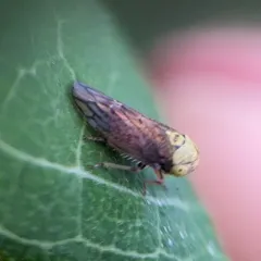 Early leafhopper thumbnail 2
