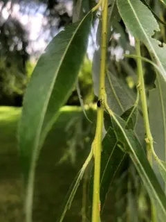 Balanobius salicivorus thumbnail 4