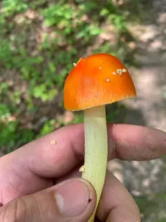 False Caesar's Mushroom thumbnail 1