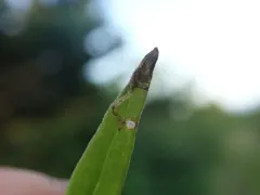 Dibolia melampyri thumbnail 3