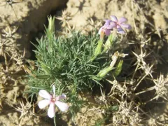 sagebrush phlox thumbnail 3
