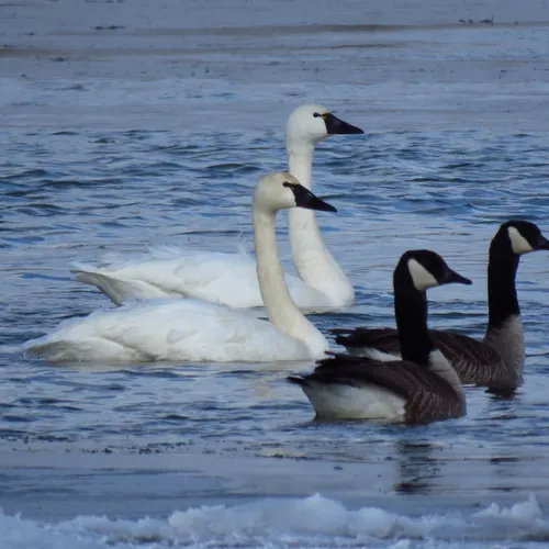 Tundra Swan