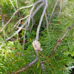 Western Gall Rust thumbnail 2