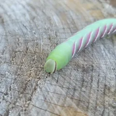 Wild Cherry Sphinx thumbnail 3