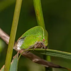 Tortistilus inermis thumbnail 4