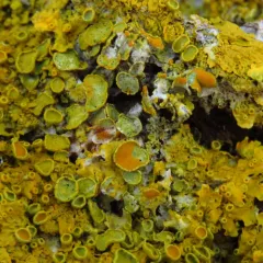 Common Sunburst Lichen thumbnail 2