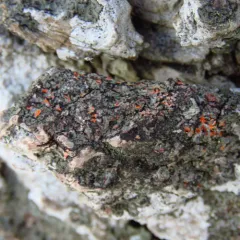 Orange-cored Shadow Lichen thumbnail 3