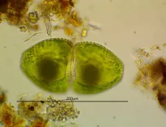 Cosmarium ovale thumbnail 2
