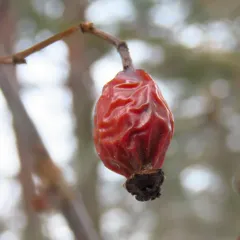 Dog-rose thumbnail 1