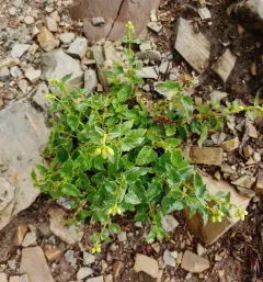 tasselflower brickellia thumbnail 3