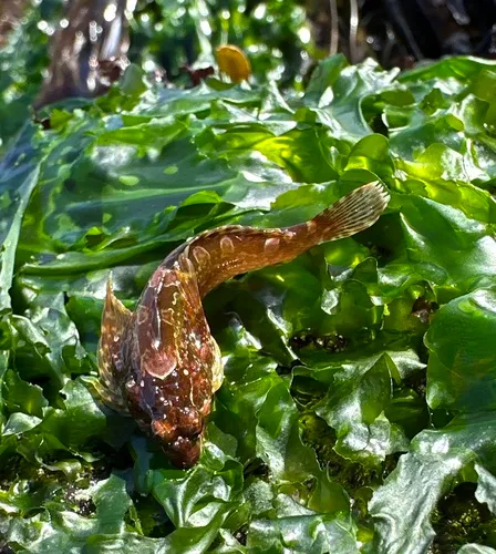 Calico Sculpin
