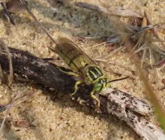 Bembecinus neglectus thumbnail 2