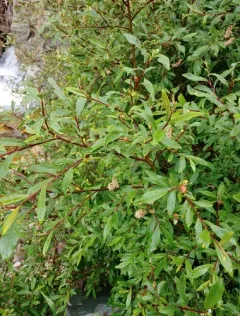 tea-leafed willow thumbnail 3