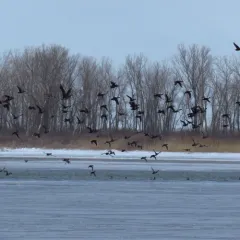 Northern Pintail thumbnail 4