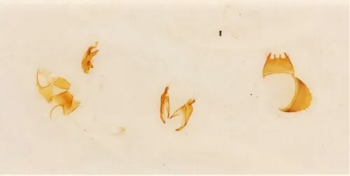 Gyrophaena nanoides