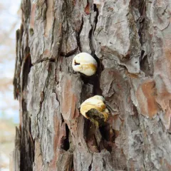 Veiled Polypore thumbnail 4