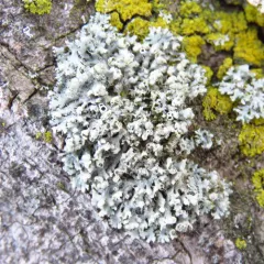 Hooded Rosette Lichen thumbnail 4