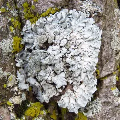 Powdery Axil-bristle Lichen thumbnail 4