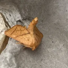 Yellow-collared Slug Moth thumbnail 2