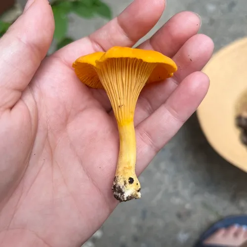 Golden Chanterelle