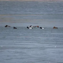 Greater Scaup thumbnail 3