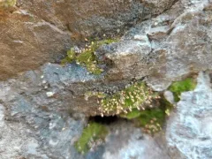 Porsild's Bryum thumbnail 3