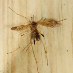 Ctenophora apicata thumbnail 4
