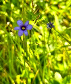 Eastern Blue-eyed Grass thumbnail 4