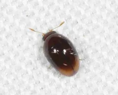 Apical Shining Flower Beetle thumbnail 3