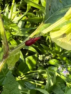 Rose-winged Blister Beetle thumbnail 2