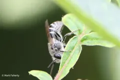 Sumac Cellophane Bee thumbnail 2