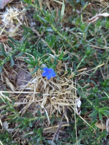 creeping gromwell