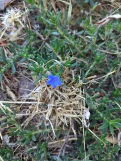creeping gromwell thumbnail 1