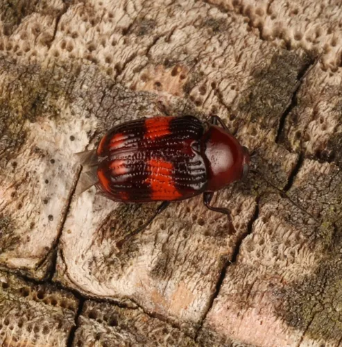 Bassareus detritus
