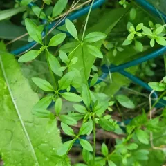 Common Marsh-bedstraw thumbnail 4