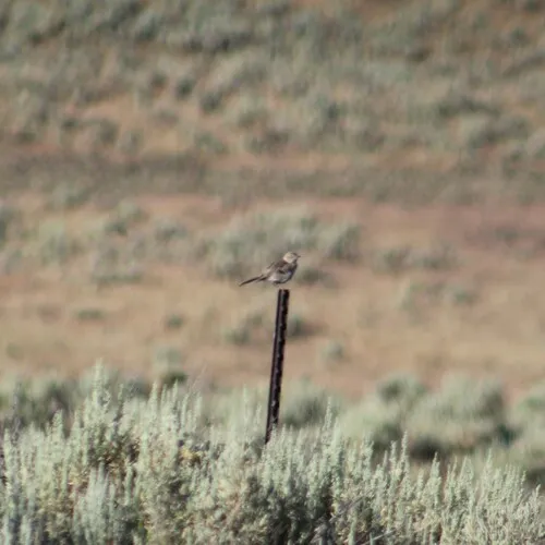 Sage Thrasher