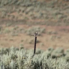 Sage Thrasher thumbnail 1