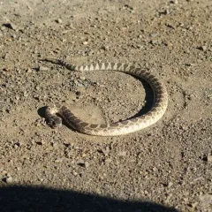 Western Rattlesnake thumbnail 2