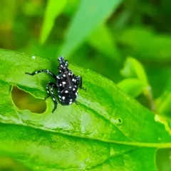 Spotted Lanternfly thumbnail 3