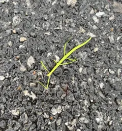 Blatchley Walkingstick thumbnail 3